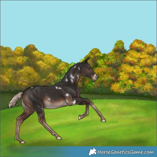 Horse Color:White Spotted Liver Chestnut Mushroom 