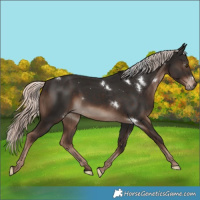 Horse Color:White Spotted Liver Chestnut Mushroom 