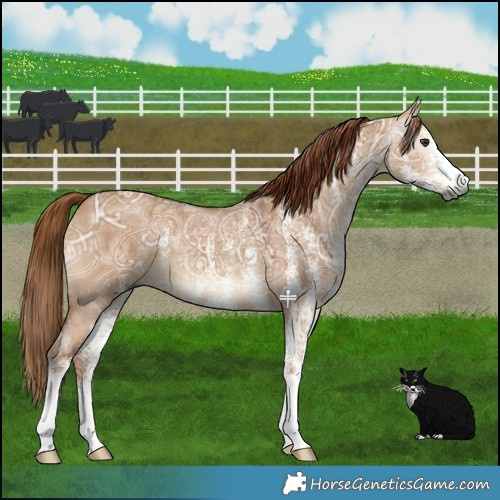 Horse Color:Gray White Spotted Red Dun Ice 