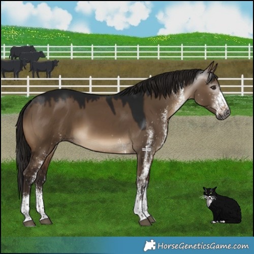 Horse Color:Gray White Spotted Brown Dun 