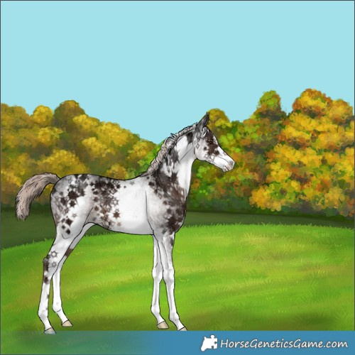 Horse Color:White Spotted Liver Chestnut Ice Mushroom Sabino