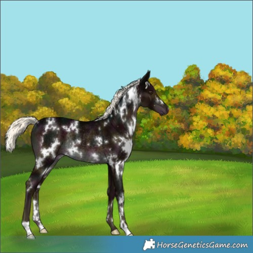 Horse Color:White Spotted Midnight Liver Chestnut Mushroom Rabicano 