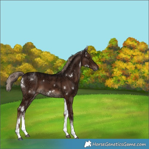 Horse Color:White Spotted Liver Chestnut Ice Rabicano 