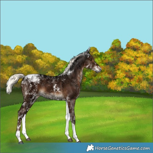 Horse Color:Gray White Spotted Liver Chestnut Ice Mushroom Tobiano Rabicano 