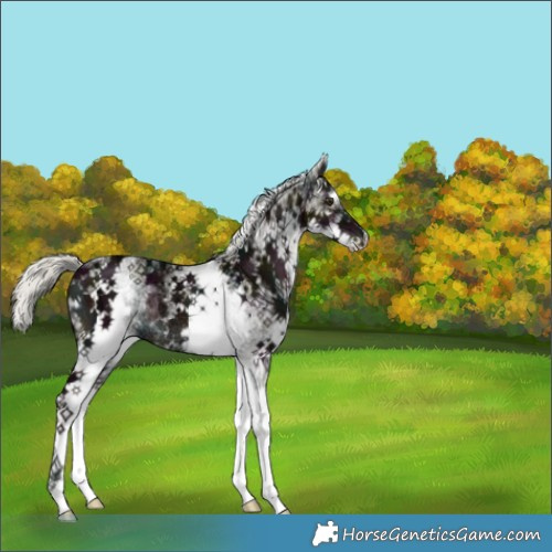 Horse Color:White Spotted Midnight Liver Red Dun Ice Mushroom Rabicano Brindle 