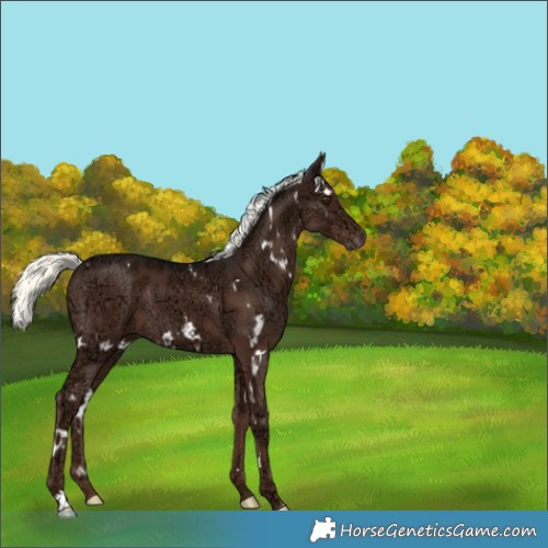 Horse Color:White Spotted Liver Chestnut Ice Mushroom 