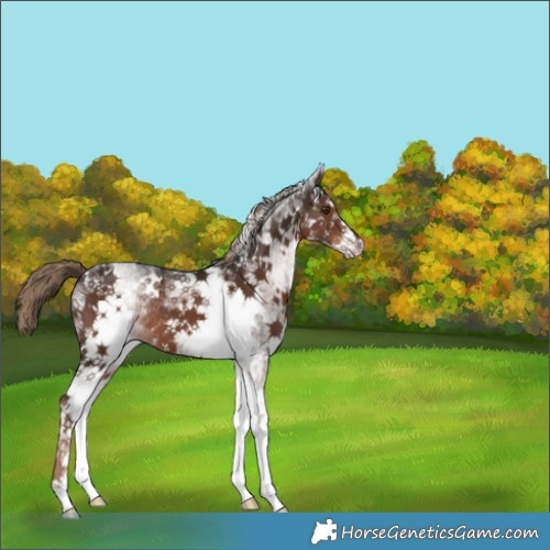 Horse Color:White Spotted Liver Chestnut 