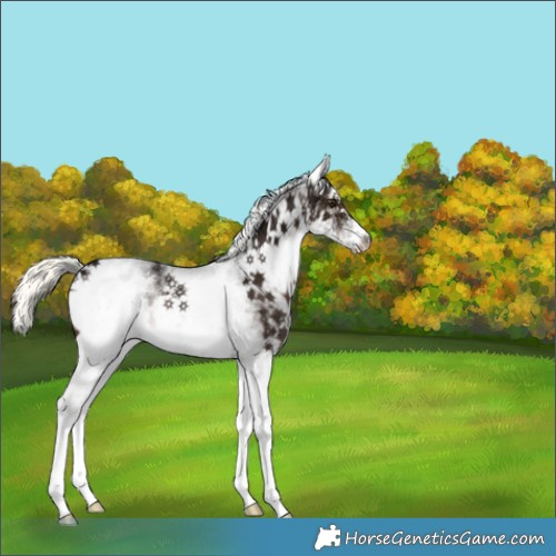 Horse Color:White Spotted Liver Chestnut Ice Mushroom Rabicano 
