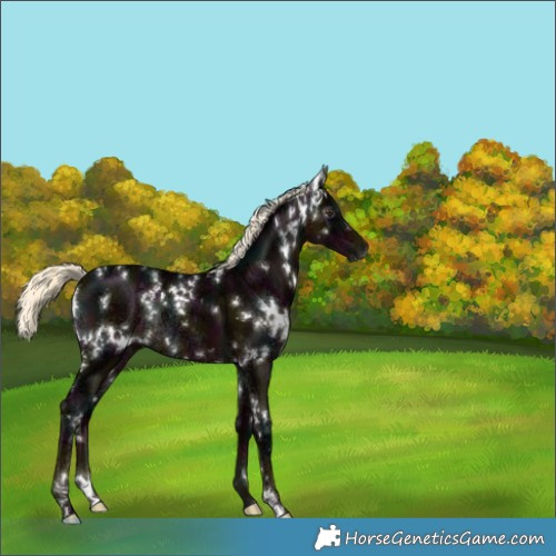 Horse Color:Gray White Spotted Midnight Liver Chestnut Ice Mushroom Rabicano 