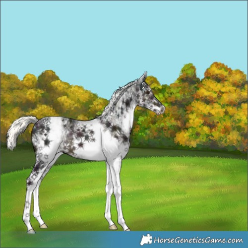 Horse Color:White Spotted Midnight Liver Chestnut Mushroom Rabicano 