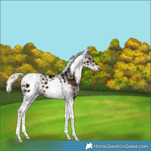 Horse Color:Gray White Spotted Liver Chestnut Ice Mushroom Tobiano Rabicano 