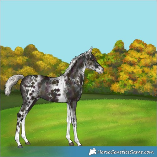 Horse Color:White Spotted Midnight Liver Red Dun Mushroom Rabicano 