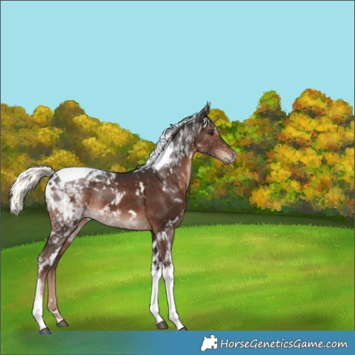 Horse Color:White Spotted Liver Chestnut Mushroom Tobiano Rabicano 
