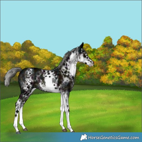 Horse Color:White Spotted Midnight Liver Chestnut Ice Mushroom 