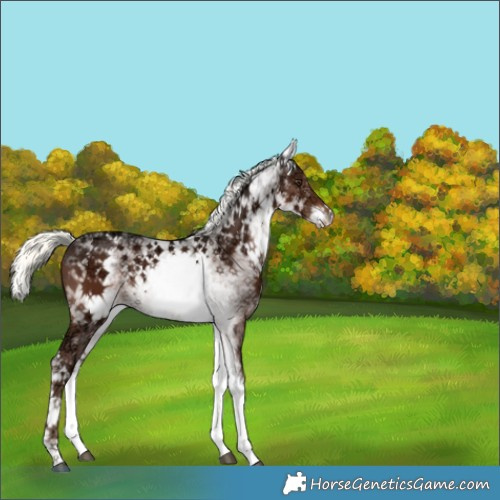 Horse Color:White Spotted Liver Chestnut Ice Mushroom Rabicano 