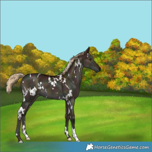 Horse Color:White Spotted Midnight Chocolate Palomino Dun Brindle 