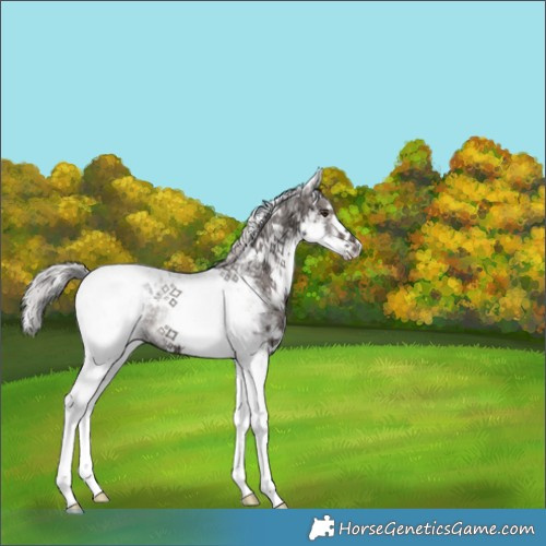 Horse Color:Platinum White Spotted Liver Red Dun Ice Tobiano Brindle 
