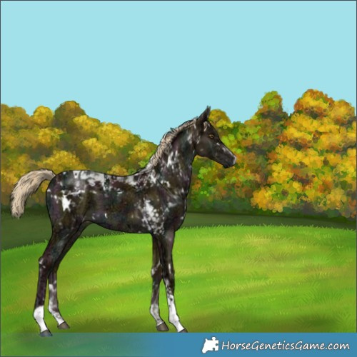 Horse Color:White Spotted Midnight Chocolate Palomino Ice Dun Mushroom Tobiano Brindle 