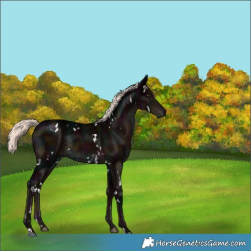 Horse Color:White Spotted Midnight Liver Chestnut Ice Mushroom Rabicano 