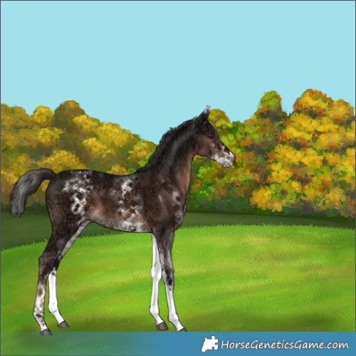 Horse Color:White Spotted Liver Chestnut Ice 