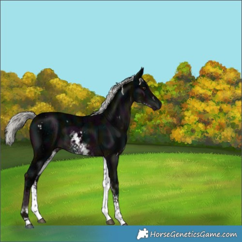 Horse Color:White Spotted Midnight Liver Chestnut Ice Mushroom Rabicano 