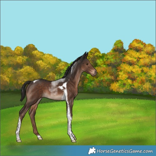 Horse Color:Liver Chestnut Tobiano 