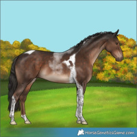 Horse Color:Liver Chestnut Tobiano 