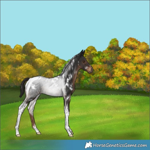 Horse Color:White Spotted Liver Chestnut Tobiano