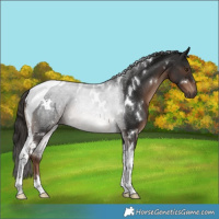 Horse Color:White Spotted Liver Chestnut Tobiano 
