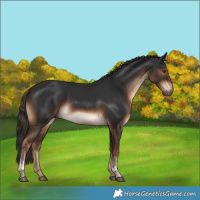 Horse Color:Liver Chestnut Tobiano 
