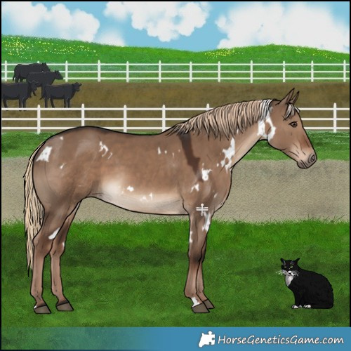 Horse Color:White Spotted Liver Red Dun 