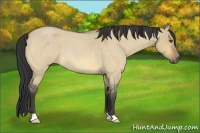 Horse Color:Buckskin Roan Dun 