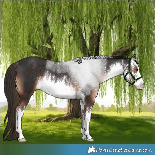 Horse Color:White Spotted Liver Chestnut Rabicano 