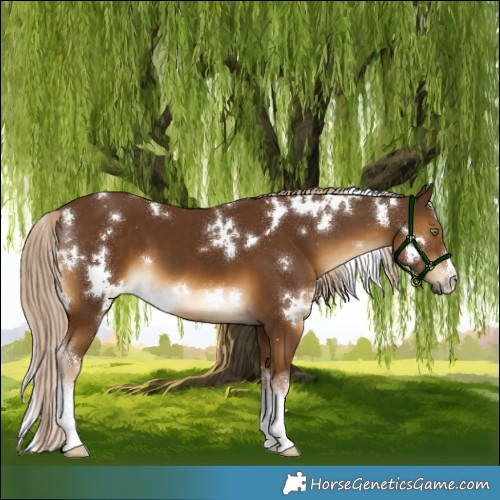 Horse Color:White Spotted Chocolate Palomino 