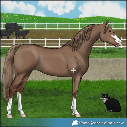 Horse Color:Liver Red Dun 