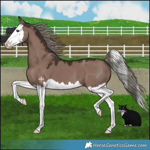 Horse Color:Liver Red Dun Mushroom Splash 