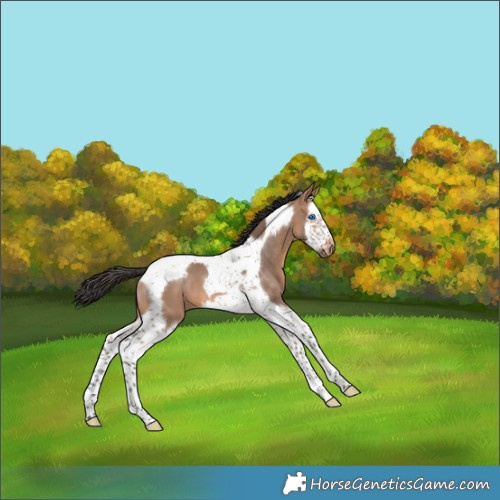 Horse Color:Brown Dun Splash Tobiano Frame 