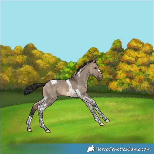 Horse Color:Brown Dun Tobiano Frame 