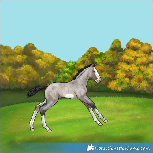 Horse Color:Brown Roan Dun Splash Frame 