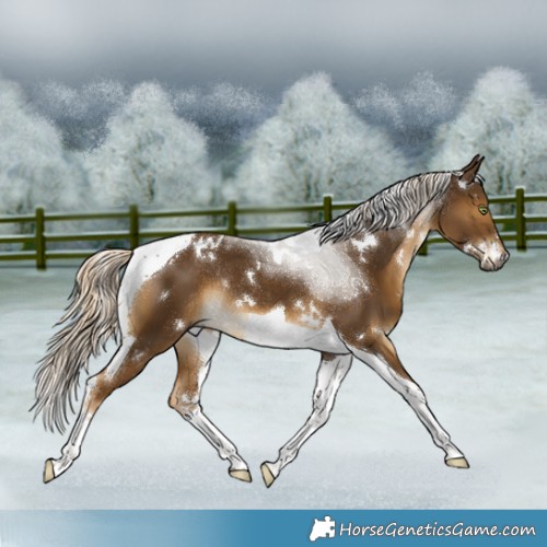 Horse Color:White Spotted Chocolate Palomino Tobiano Rabicano 