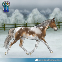 Horse Color:White Spotted Chocolate Palomino Tobiano Rabicano