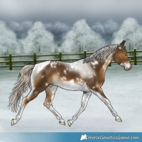 Horse Color:White Spotted Chocolate Palomino Tobiano Rabicano