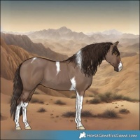 Horse Color:White Spotted Liver Red Dun Tobiano