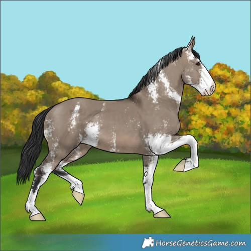 Horse Color:Brown Dun Sabino