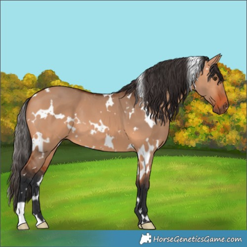 Horse Color:White Spotted Bay Dun