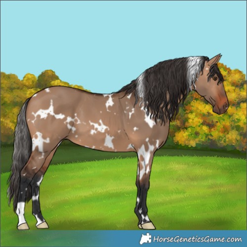 Horse Color:White Spotted Bay Dun