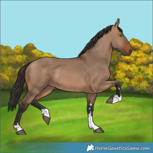 Horse Color:Brown Dun