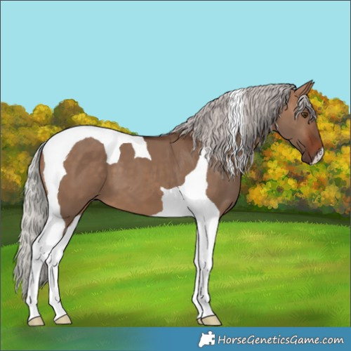 Horse Color:Silver Bay Dun Tobiano
