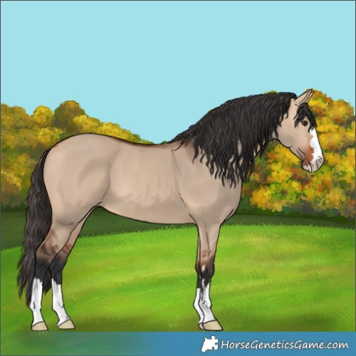 Horse Color:Bay Dun