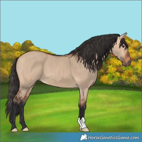 Horse Color:Bay Dun